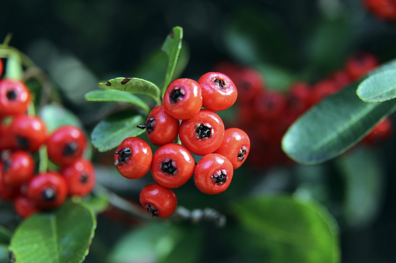 詹姆斯和安 詹姆斯和安